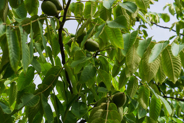 Fresh young walnut fruits on a tree in the garden.