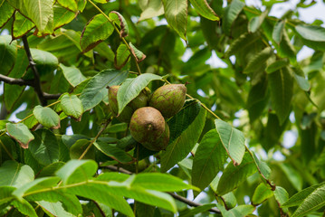 Fresh young walnut fruits on a tree in the garden.