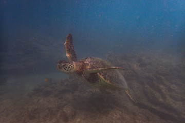 Naklejka na ściany i meble Turtle Underwater