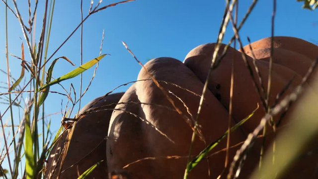 Big orange pumpking lying/growing on the ground in the grass. Footage from unusual foreshortening, Slow motion