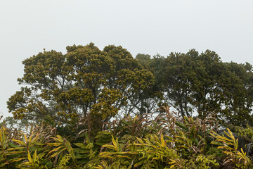 Obraz na płótnie Canvas Tropical Forest in Fog