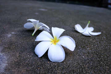 flowers on the beach