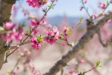 Beautiful pink peach flowers petals and trees blooming on a spring sunny day