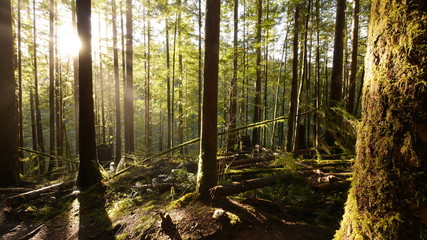 Forest with Light Rays