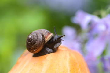 Snail sitting on a pumpkin in blue colors