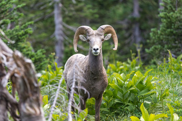 Big Horned Sheep in Forest