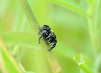 spider on leaf