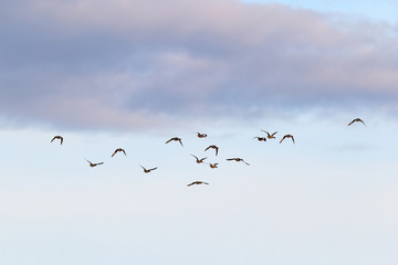 Anas penelope. A flock of Wigeon in autumn in the sky of Yamal