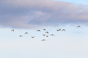 Anas penelope. A flock of Wigeon in autumn in the sky of Yamal