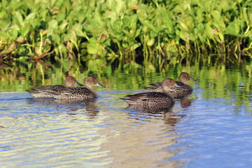 A flock of Wigeon in September swims among the thickets