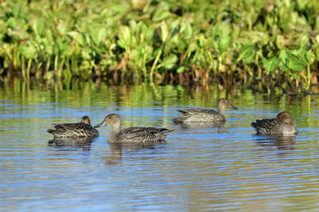 A flock of Wigeon in September resting on the water among the thickets