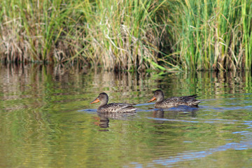 Spatula clypeata. Two Shoveller in September among the coastal thickets