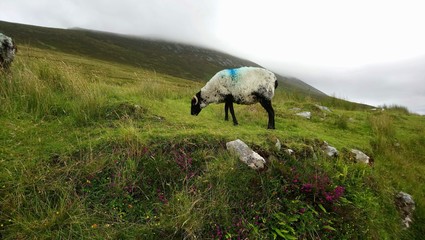Ireland Achill Island Sheep 2