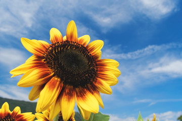 Obraz premium sunflower field under blue sky with clouds