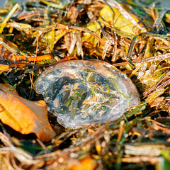 Australian jellyfish on the beach