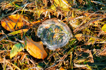 Australian jellyfish on the beach