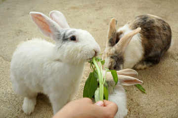 feeding rabbits