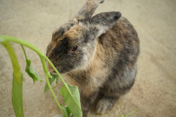 feeding rabbits