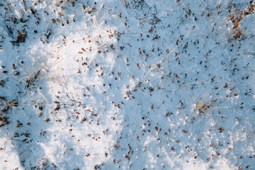 Small plants covered with white, clean snow. Top down view.