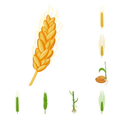 Vector design of wheat and corn sign. Set of wheat and harvest vector icon for stock.