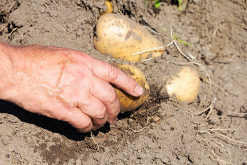 Fresh organic potatoes from the soil, harvesting, manual harvesting.