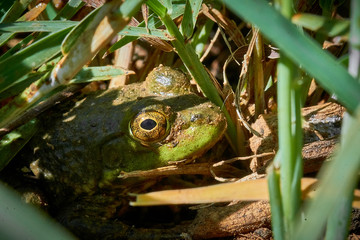 A frog of green color hiding in green grass