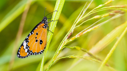 African Monarch perching on rice leaf with dew drops on its wing and leaf