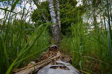 natural scenery with trees 