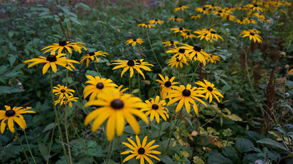  long line of yellow flowers