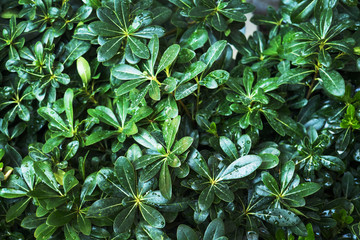Texture background green leaves of plants in raindrops.