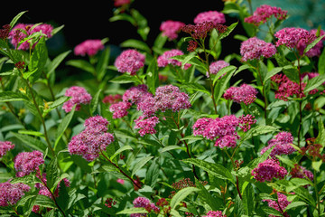 The beautiful pink spirea flowers closeup is a smaller shrub with a rounded shape