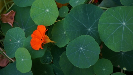  round leaves and orange nasturtium flower