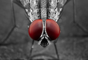 Macro Photo of Eyes of Housefly on Green Leaf
