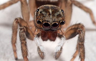 Macro Photo of Jumping Spider Isolated on White Floor