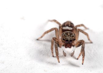 Macro Photo of Jumping Spider Isolated on White Floor
