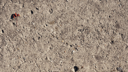 surface of a concrete block with withered rowan berries in the corner