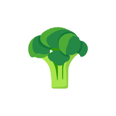 broccoli isolated on white background. Vector illustration.