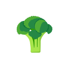 broccoli isolated on white background. Vector illustration.