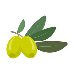 olives isolated on white background. Vector illustration.