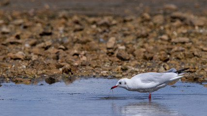 mouette rieuse 