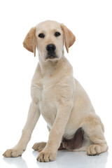 cute labrador retriever puppy  looks at the camera while sitting
