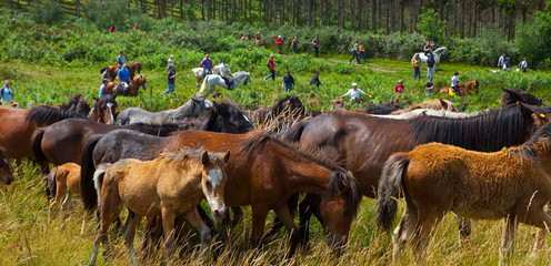 A Rapa das Bestas, Sabucedo, Pontevedra, Galicia
