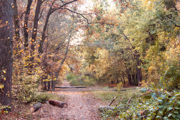 autumn in the park