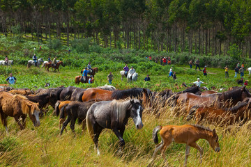 A Rapa das Bestas, Sabucedo, Pontevedra, Galicia