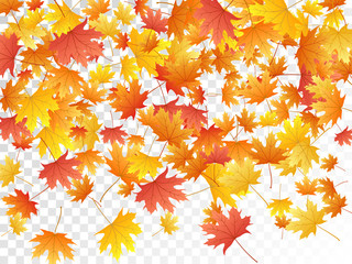 Naklejka na ściany i meble Maple leaves vector illustration, autumn foliage on transparent background.