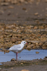 mouette rieuse 