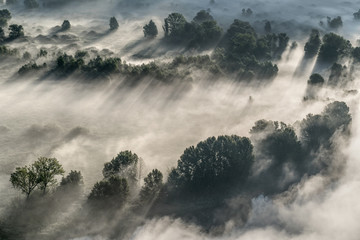 The misty forest, autumn landscape (Italy)