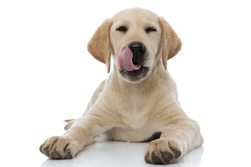 satisfied little labrador retriever puppy dog lick nose and rests