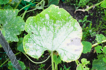 Powdery mildew on a leaf of pumpkin. Garden plant diseases