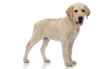 side view of a labrador retriever puppy dog standing © Viorel Sima